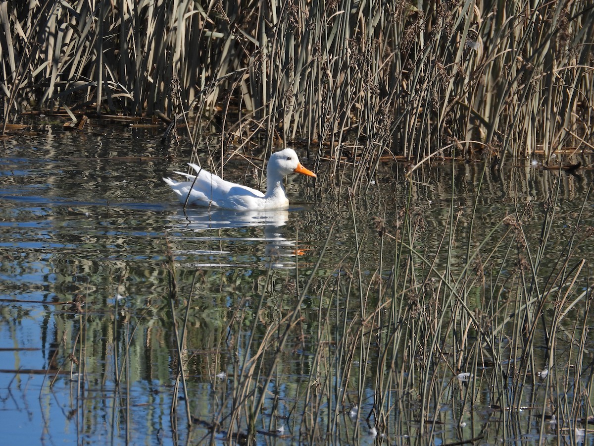 Canard colvert (forme domestique) - ML624134913