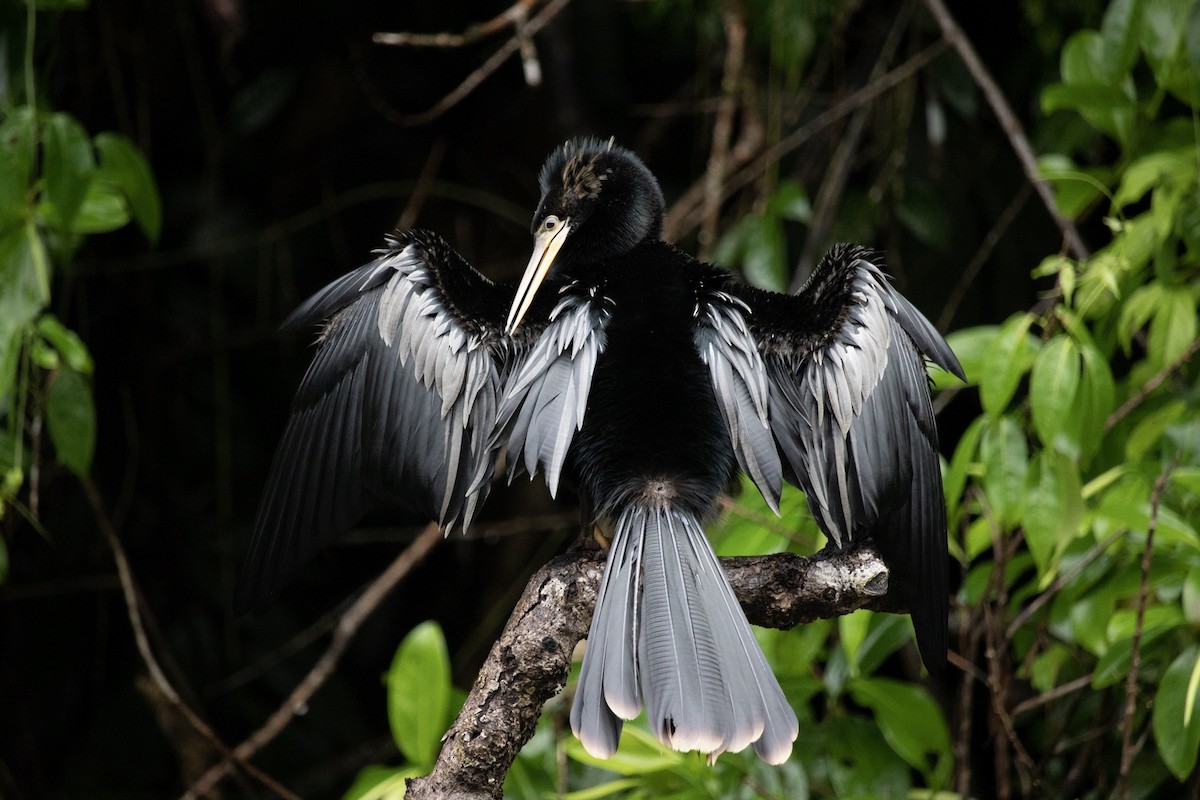Anhinga - ML624134921