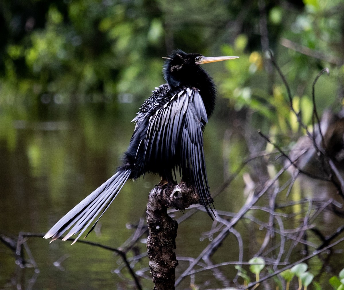 Anhinga - ML624134922