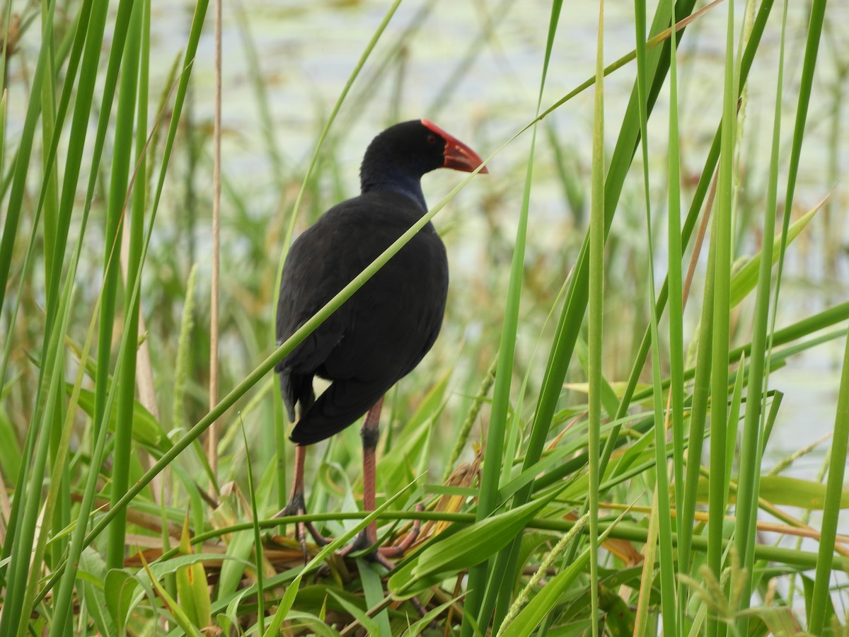 Dusky Moorhen - ML624134927