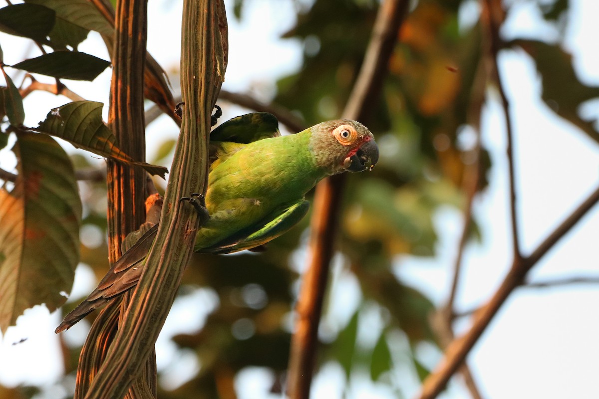 Dusky-headed Parakeet - Hayden Bildy