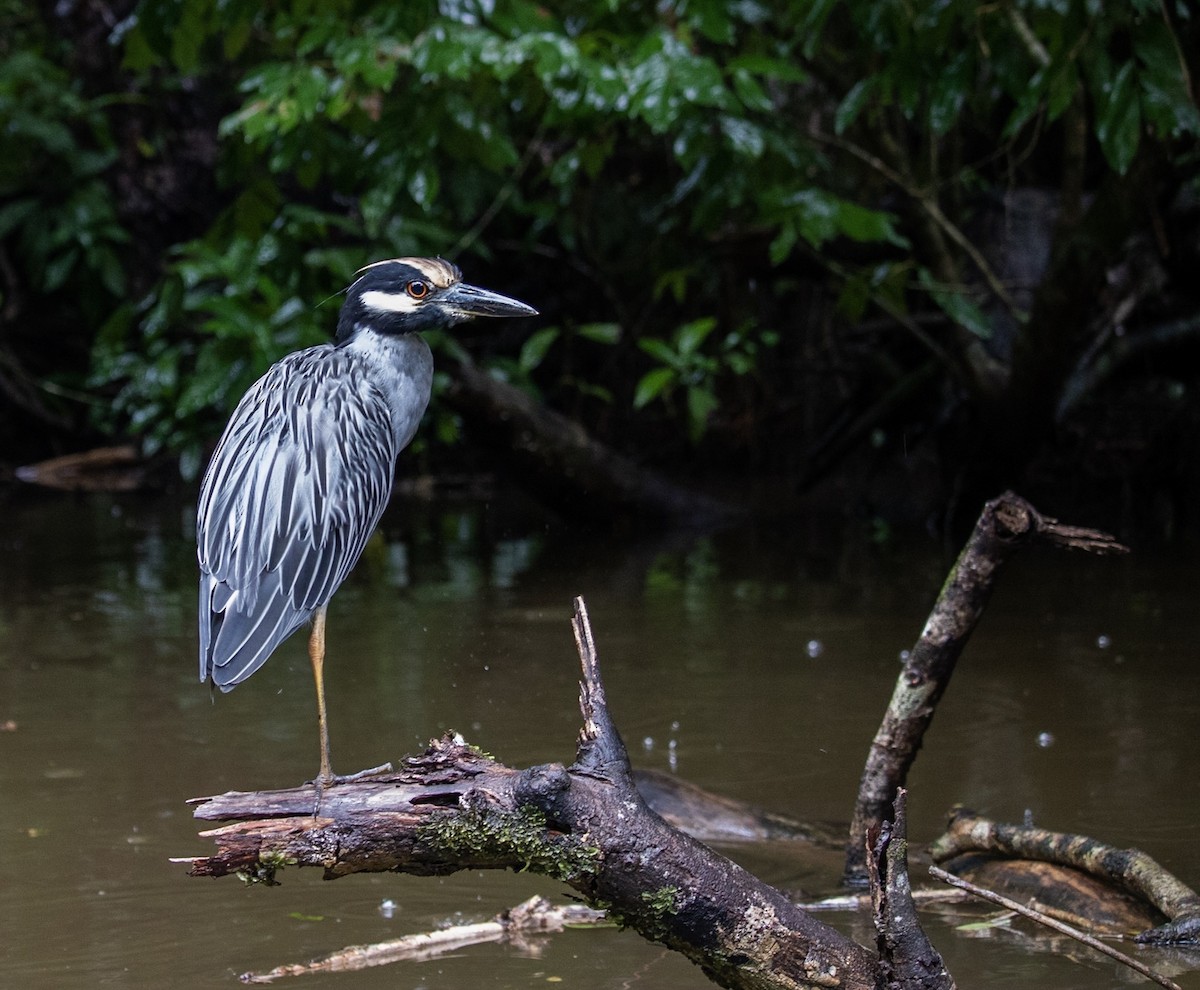 Yellow-crowned Night Heron - ML624134957
