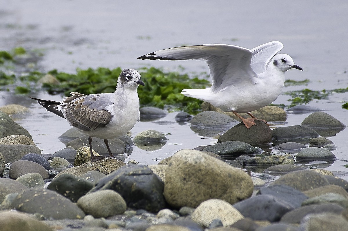 Bonaparte's Gull - ML624135028