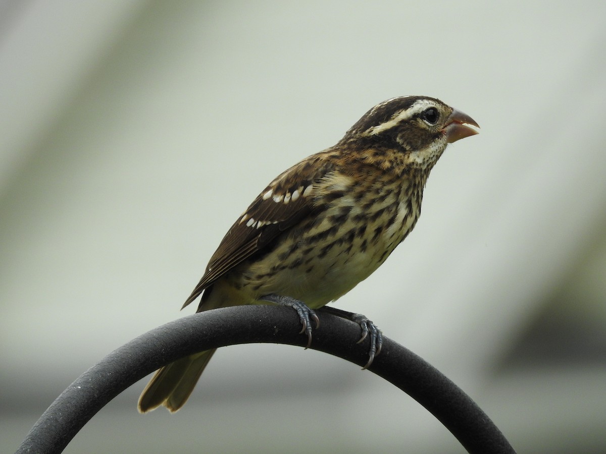 Rose-breasted Grosbeak - ML624135072