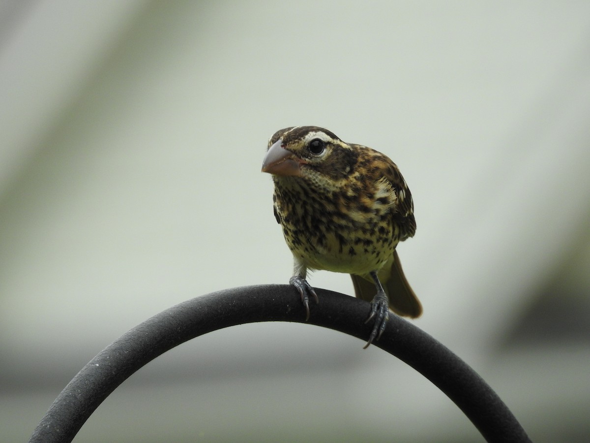 Rose-breasted Grosbeak - ML624135073