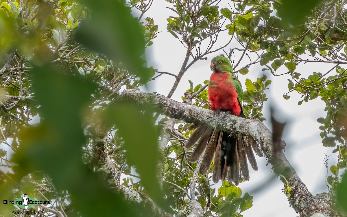 Papuan King-Parrot - ML624135085