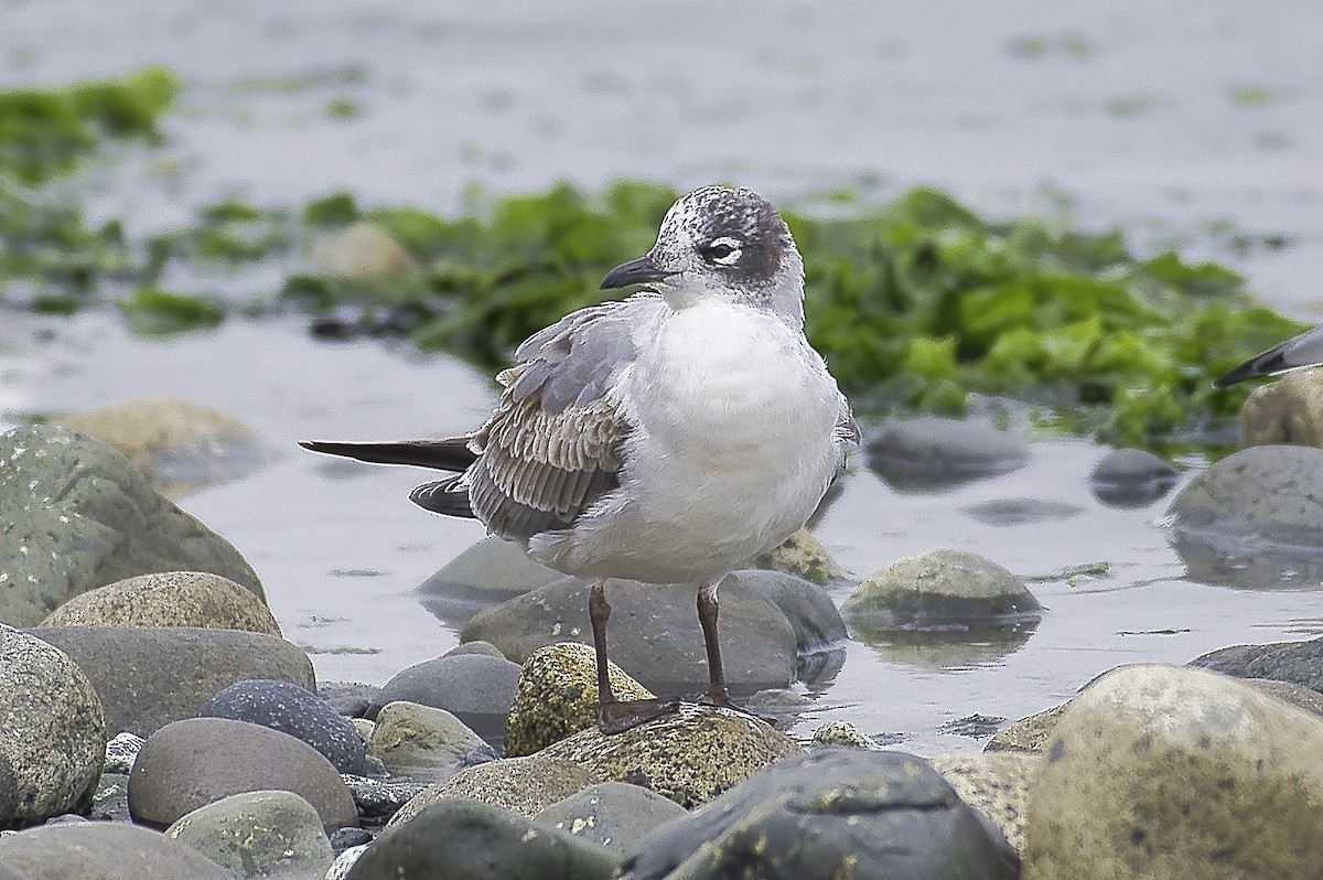 Franklin's Gull - ML624135105