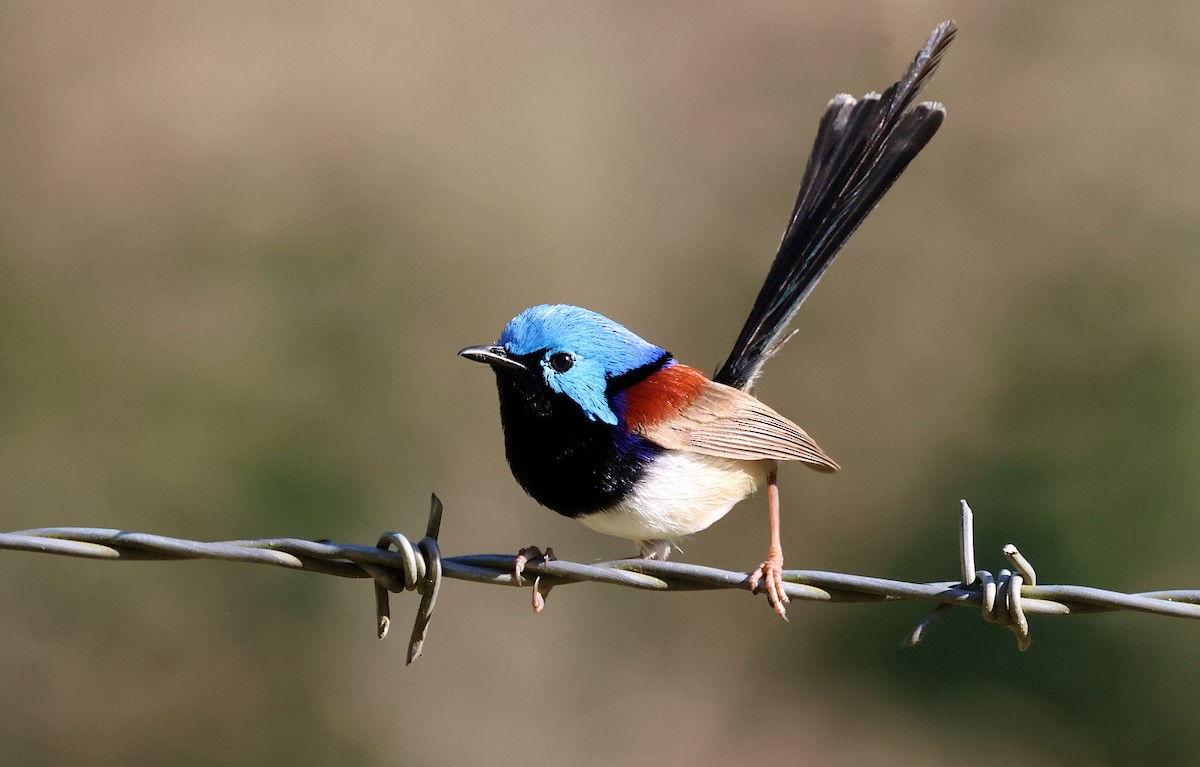 Variegated Fairywren - ML624135131