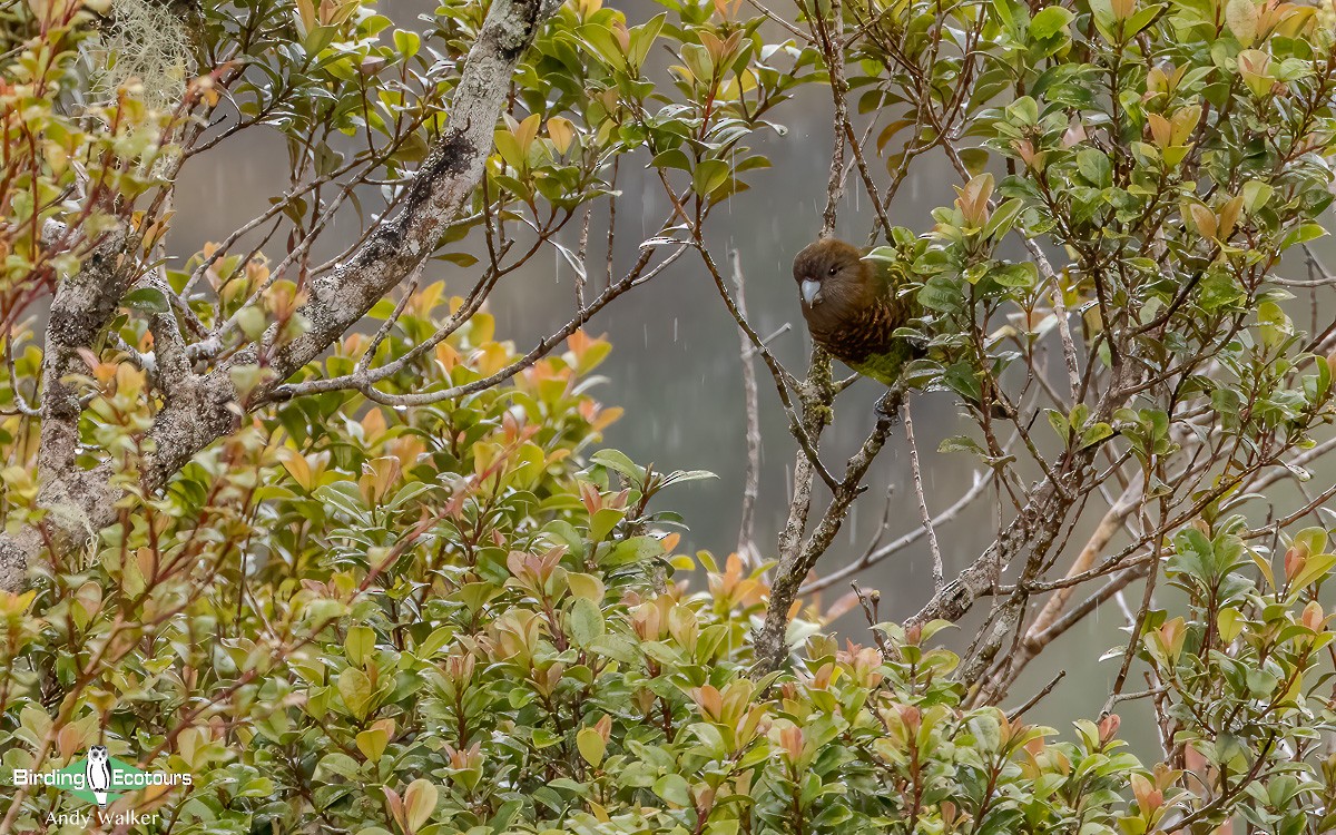 Modest Tiger-Parrot - ML624135135