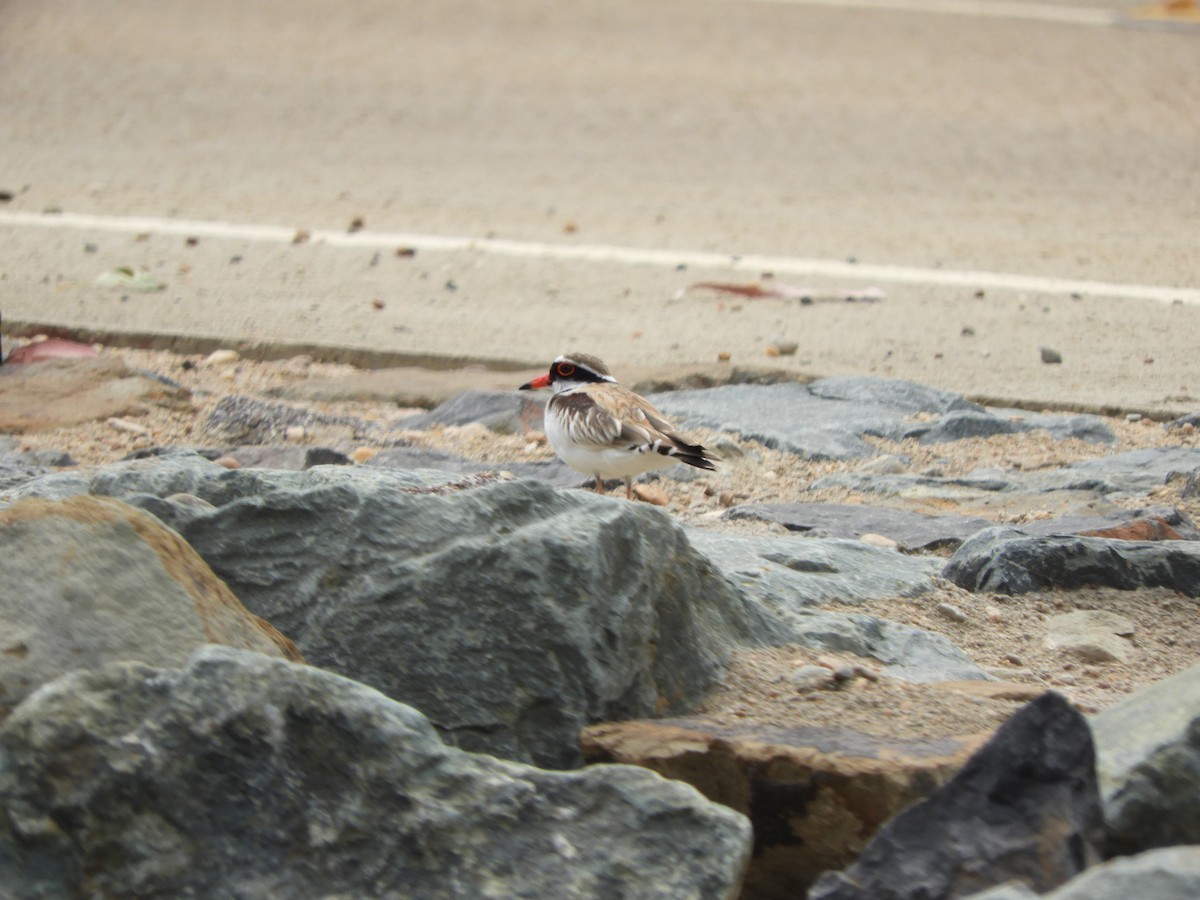 Black-fronted Dotterel - ML624135156