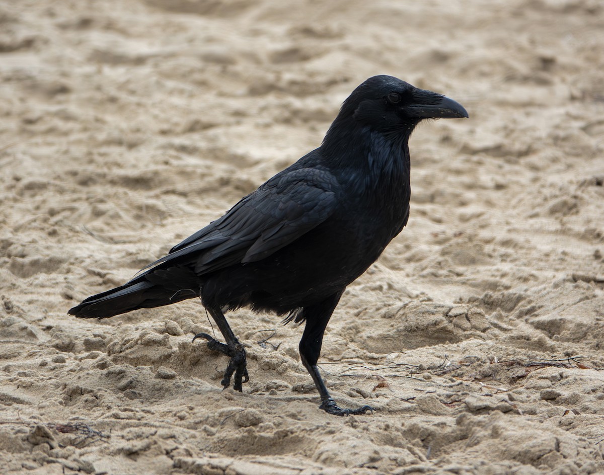 Common Raven - ML624135164