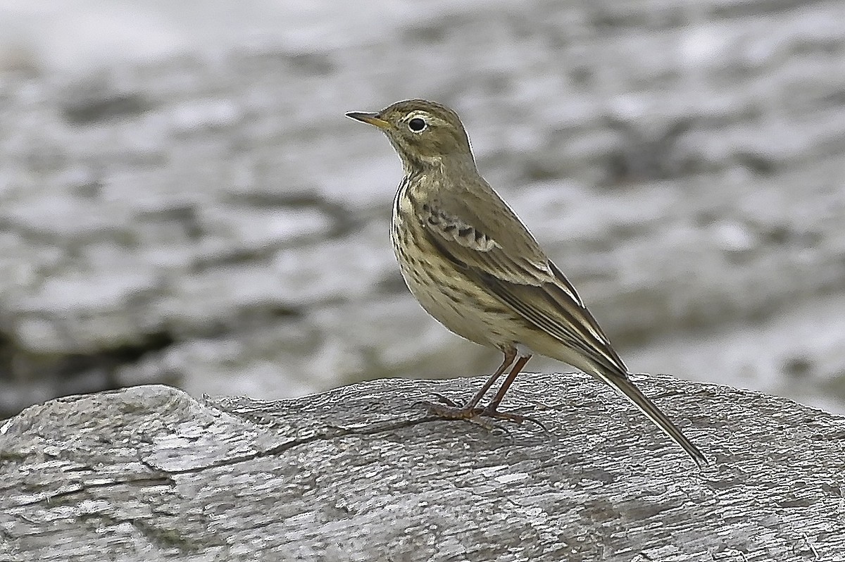 American Pipit - ML624135175