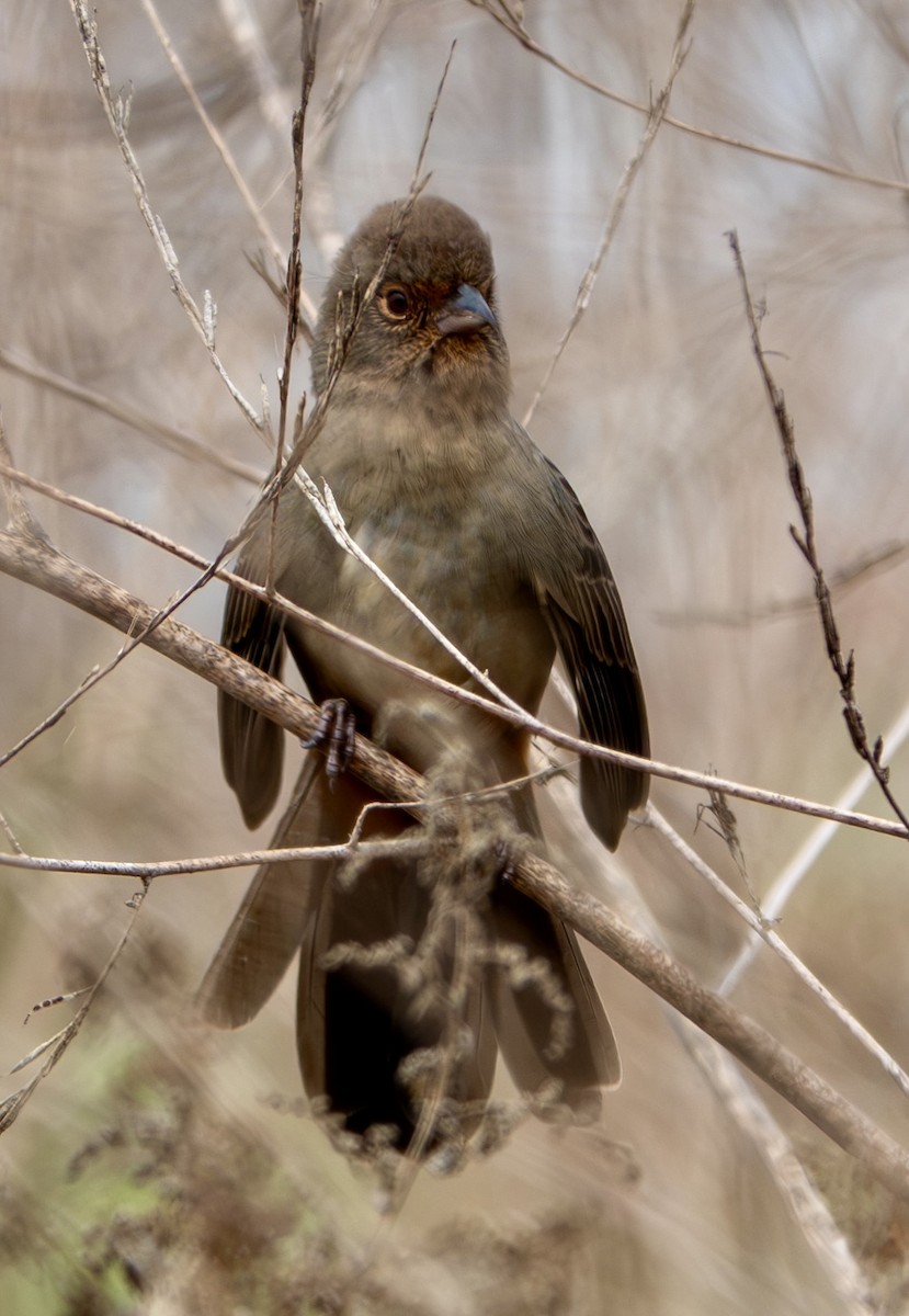 California Towhee - ML624135198