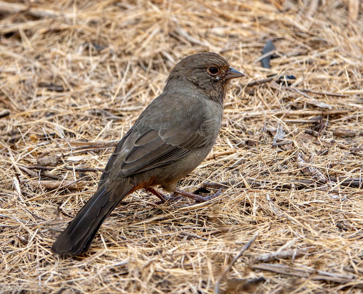 California Towhee - ML624135199