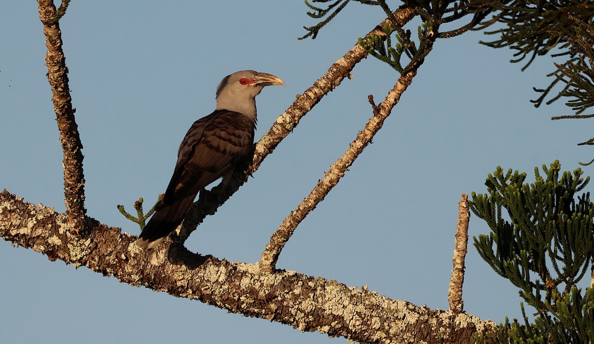 Channel-billed Cuckoo - Tom Tarrant