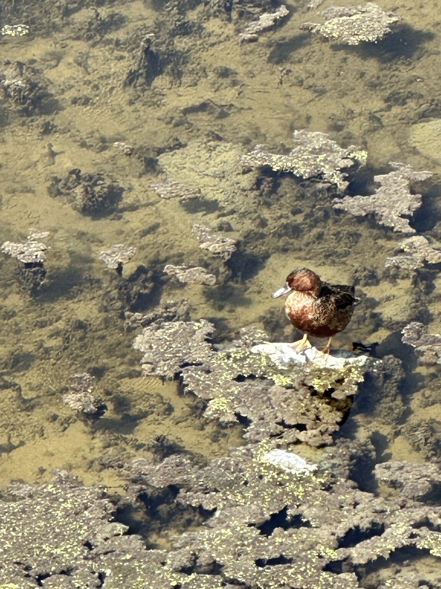 Cinnamon Teal - Betty Van Kirk