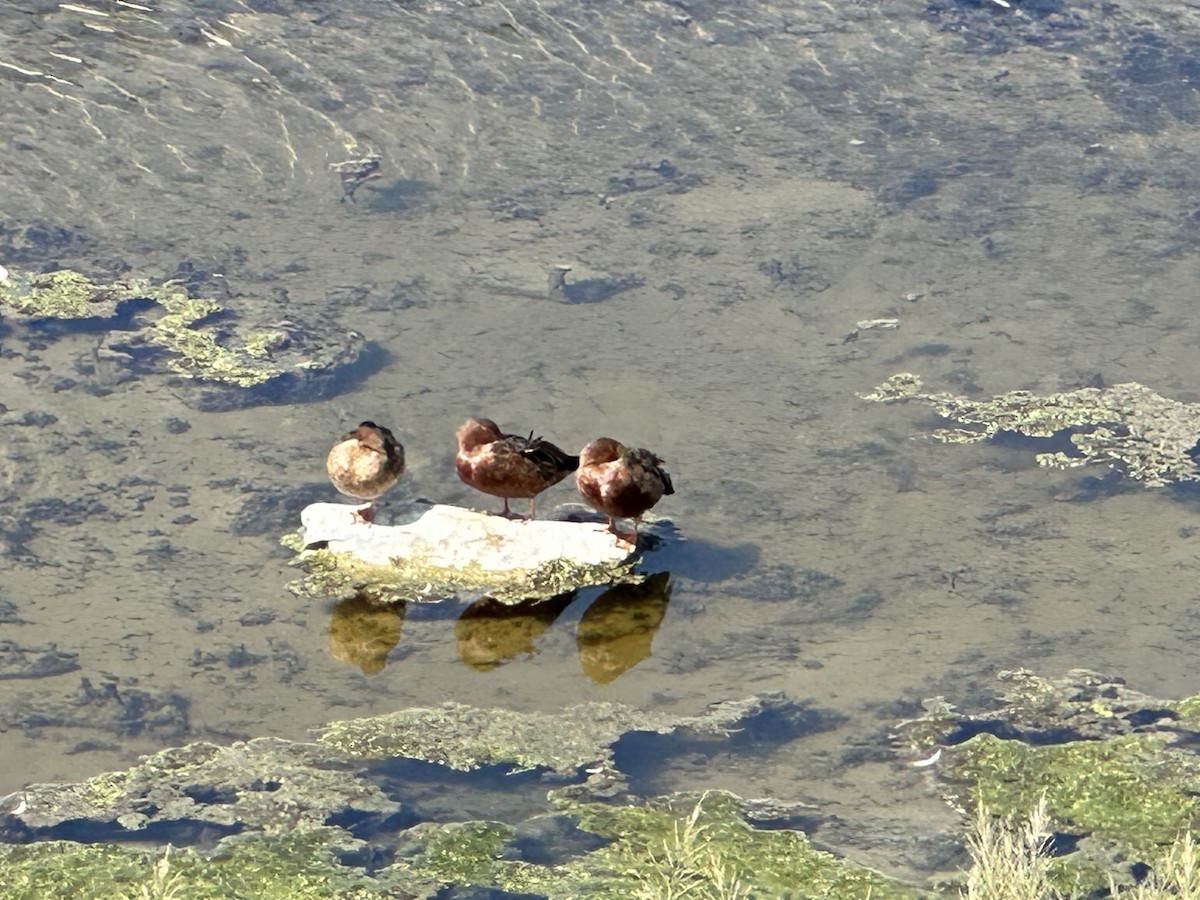 Cinnamon Teal - Betty Van Kirk