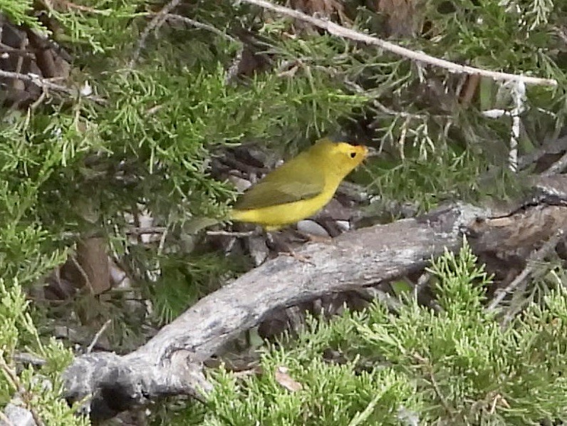 Mönchswaldsänger - ML624135207