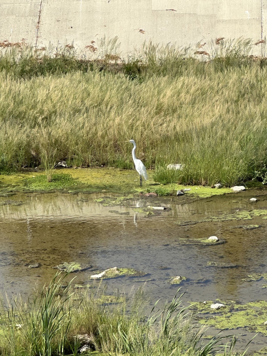 Great Egret - ML624135262