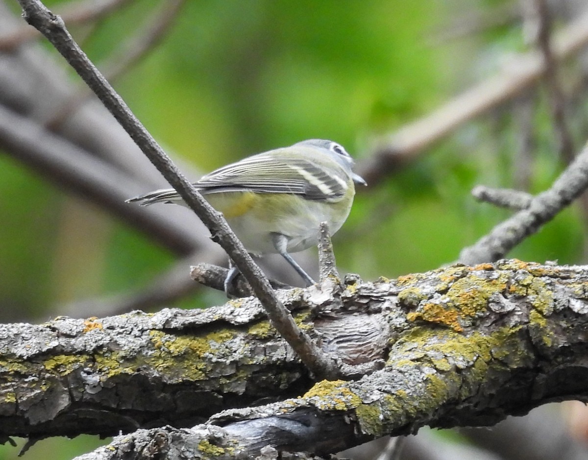 Vireo Solitario - ML624135275