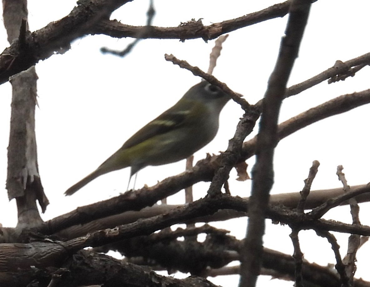 Vireo Solitario - ML624135278