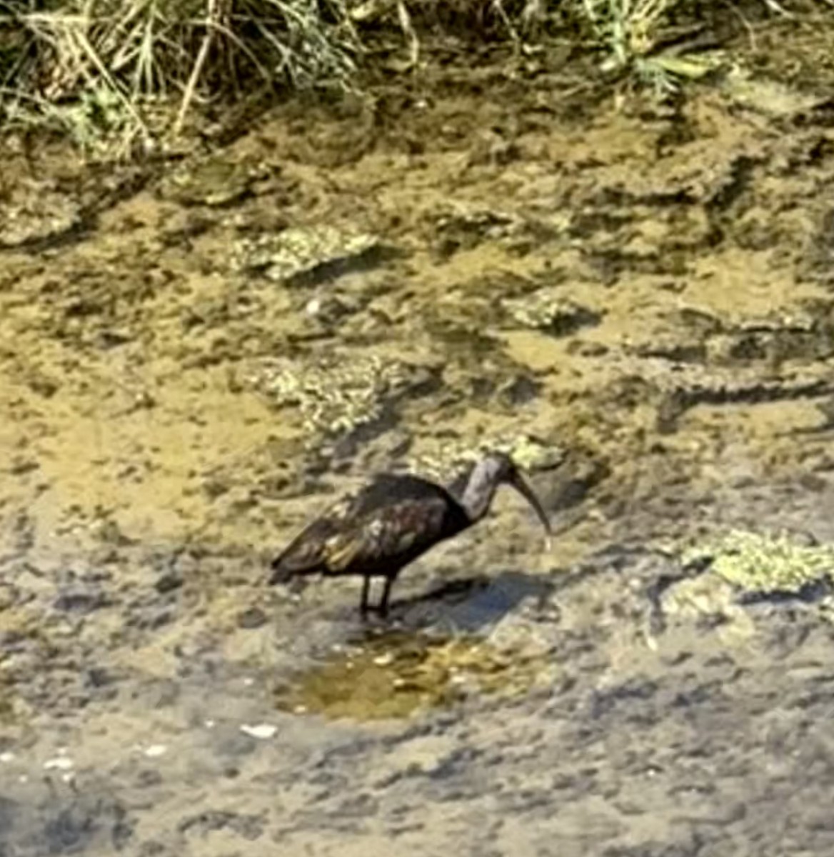 White-faced Ibis - ML624135288