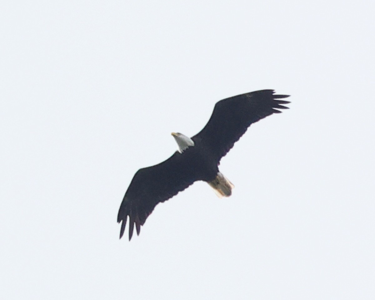 Bald Eagle - ML624135292