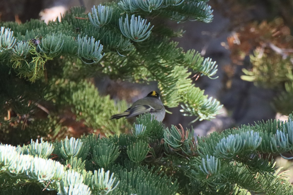 Golden-crowned Kinglet - ML624135305