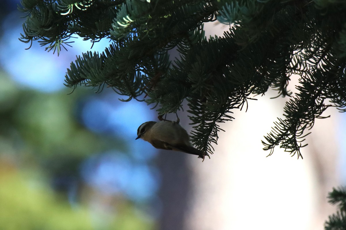 Golden-crowned Kinglet - ML624135306