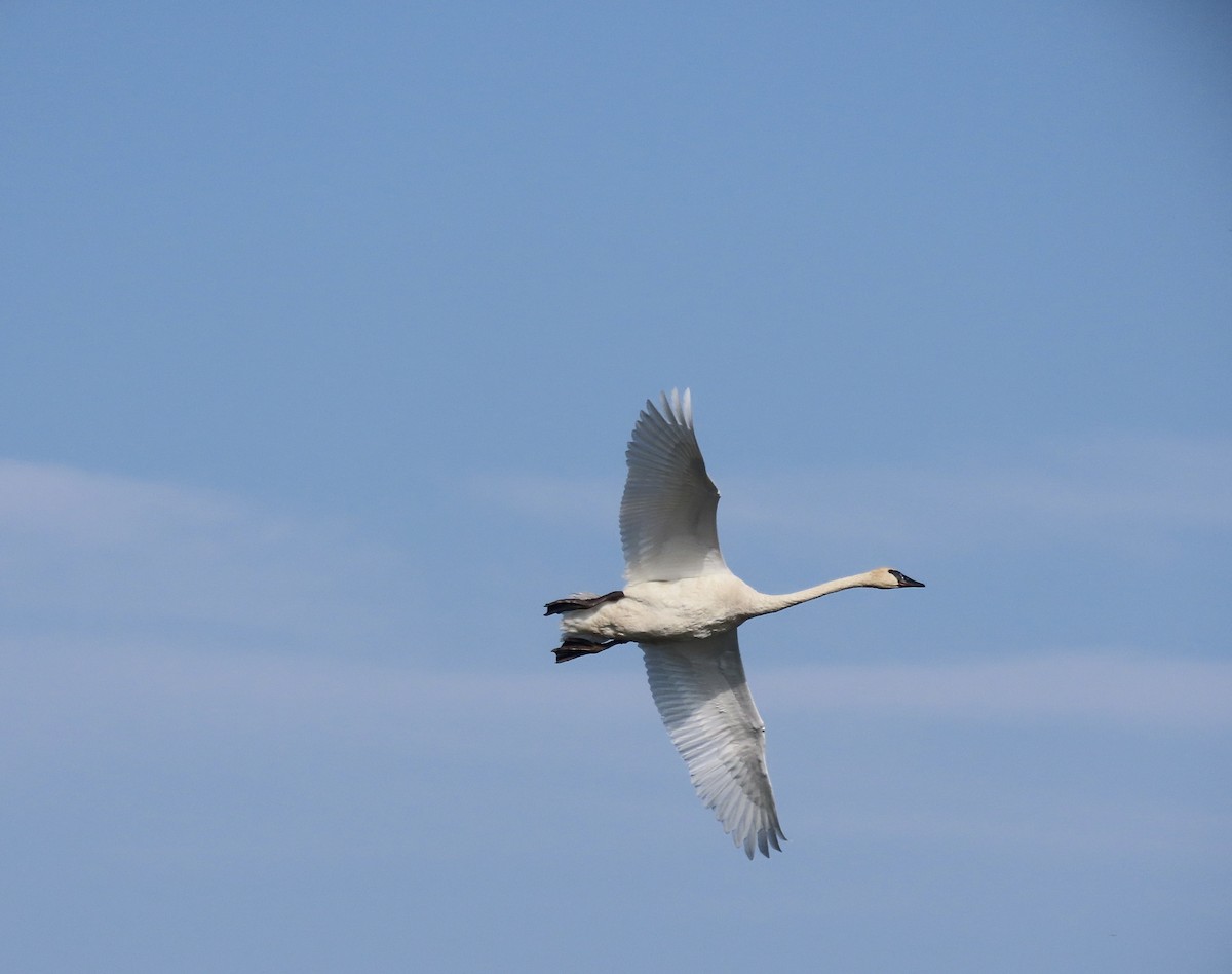 Trumpeter Swan - ML624135318