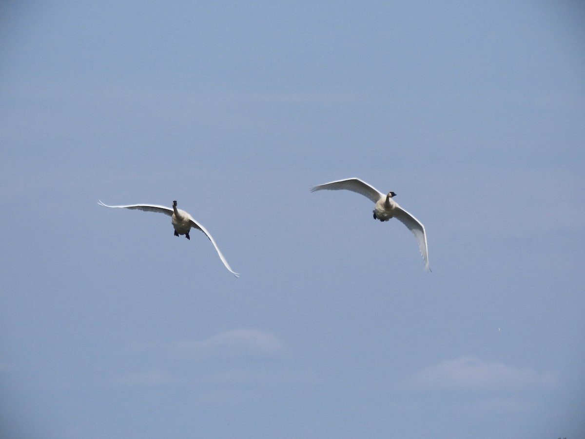 Trumpeter Swan - ML624135319