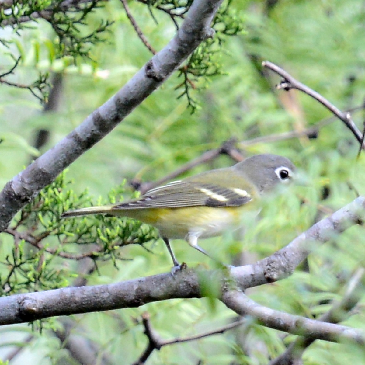 Blue-headed Vireo - ML624135334