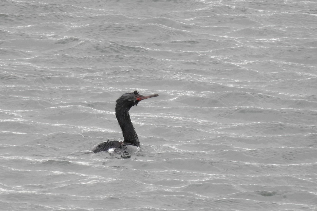 Pelagic Cormorant - ML624135336