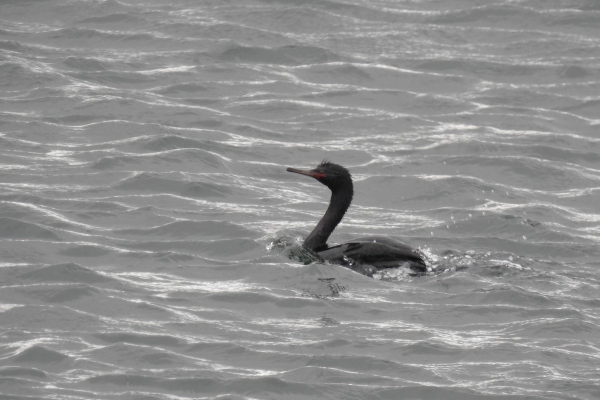 Pelagic Cormorant - ML624135337