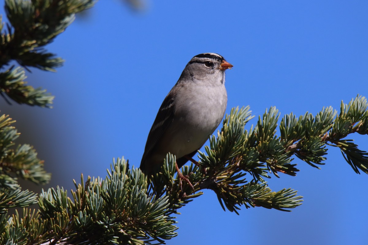 White-crowned Sparrow - ML624135371