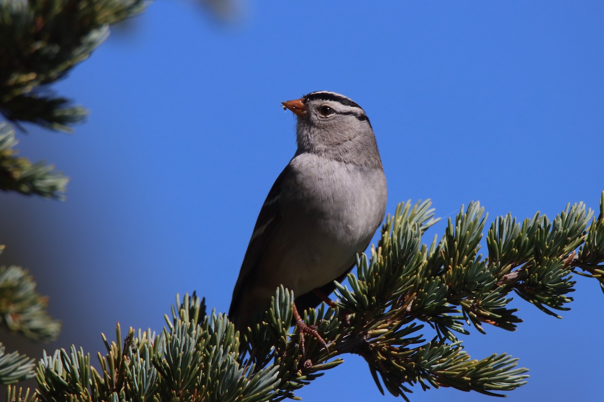 White-crowned Sparrow - ML624135372