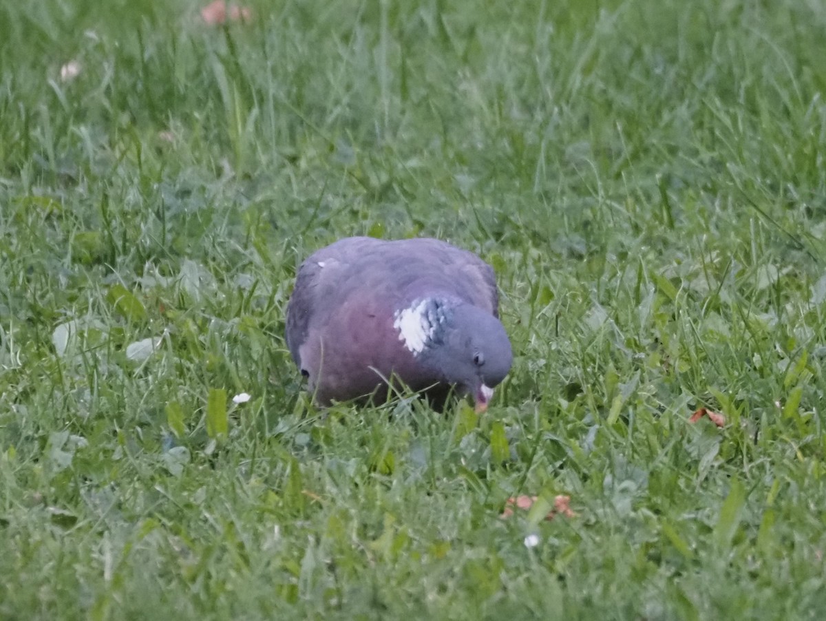 Common Wood-Pigeon (White-necked) - ML624135380