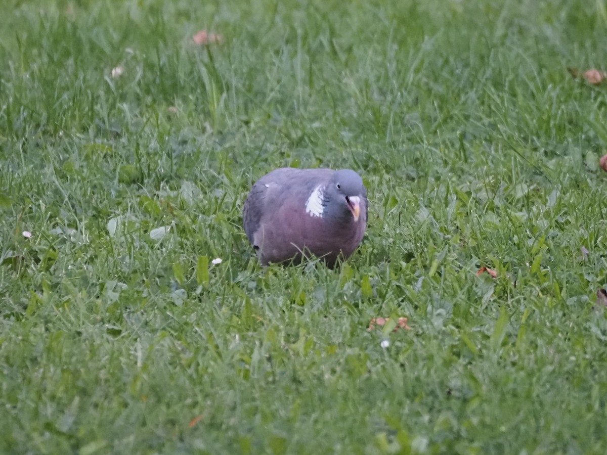 Common Wood-Pigeon (White-necked) - ML624135381