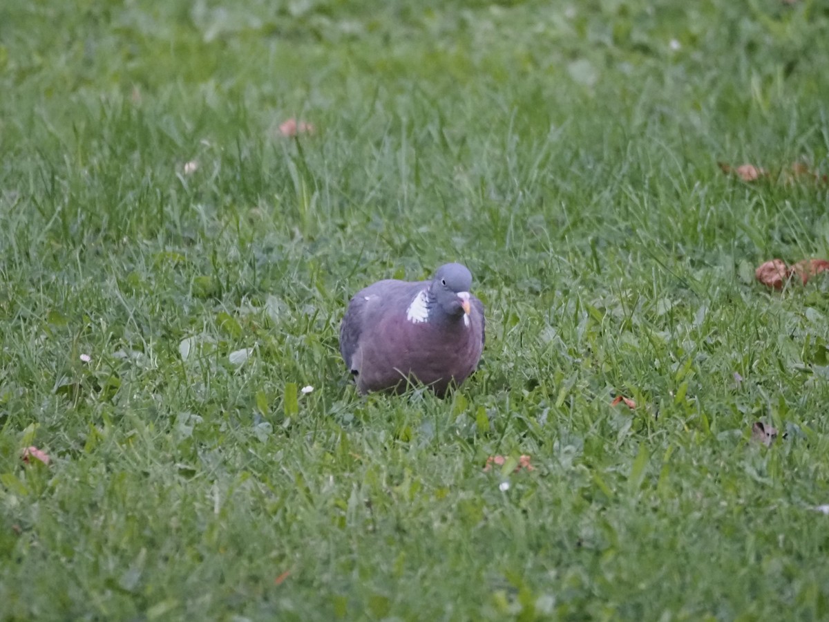 Common Wood-Pigeon (White-necked) - ML624135382