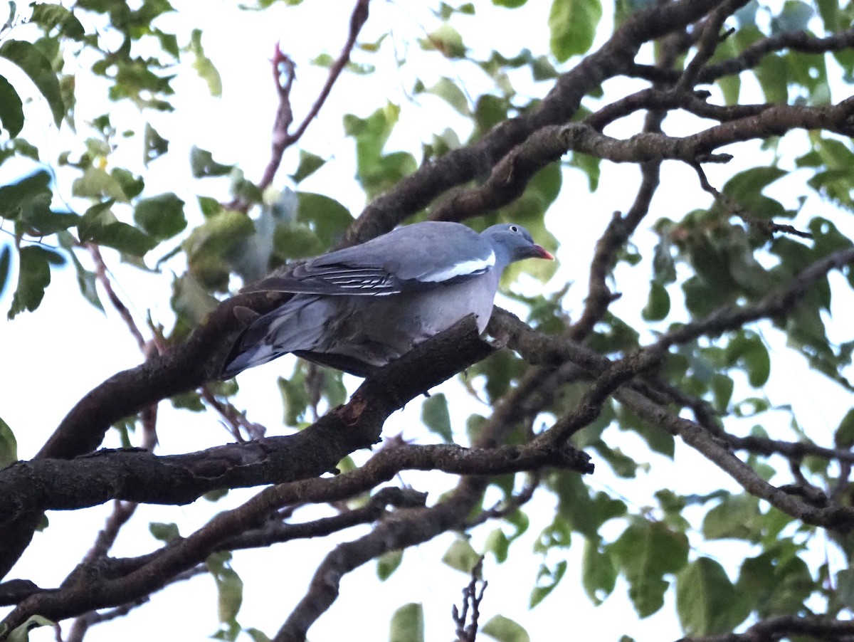 Common Wood-Pigeon (White-necked) - ML624135383