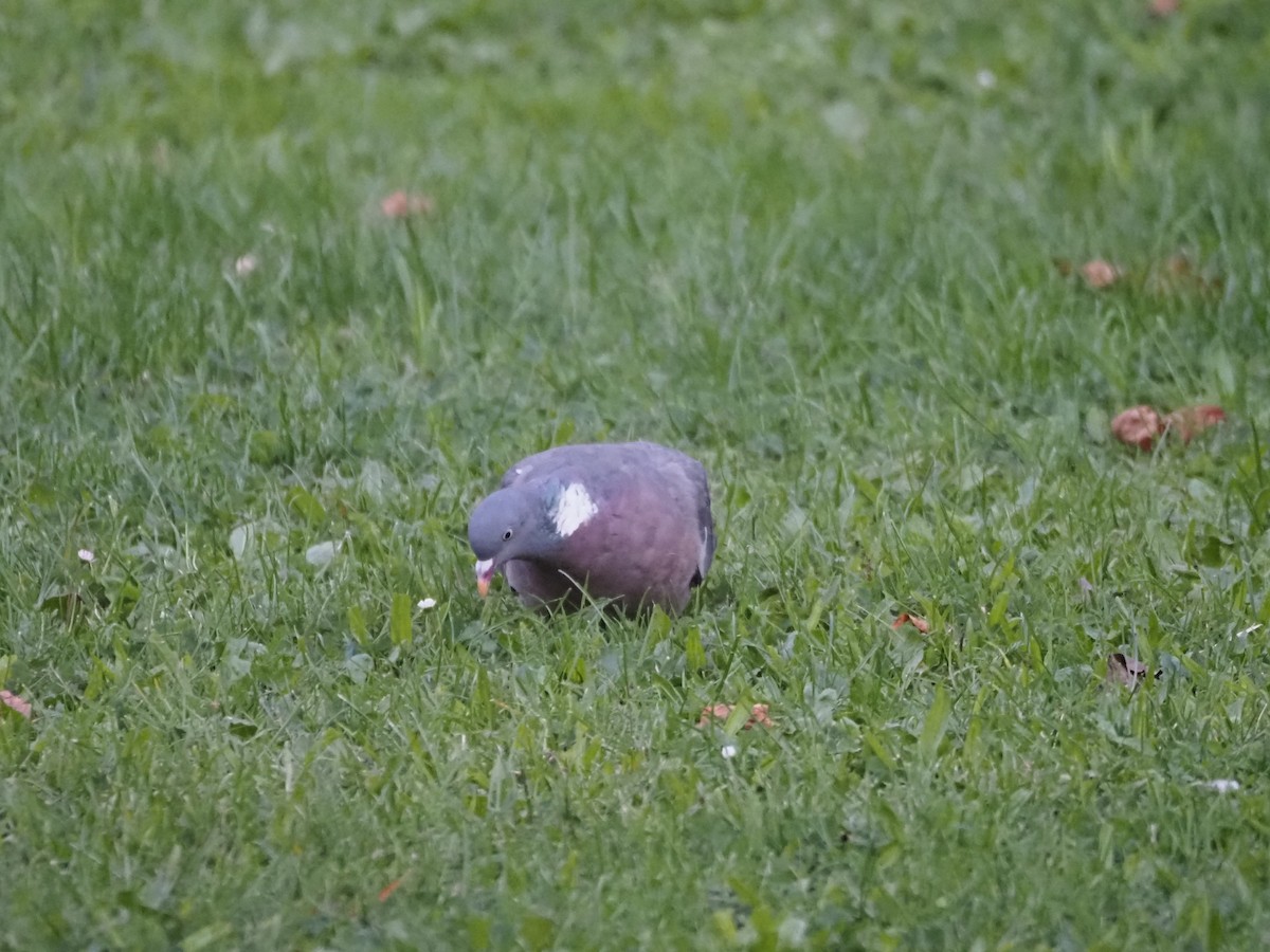 Common Wood-Pigeon (White-necked) - ML624135384