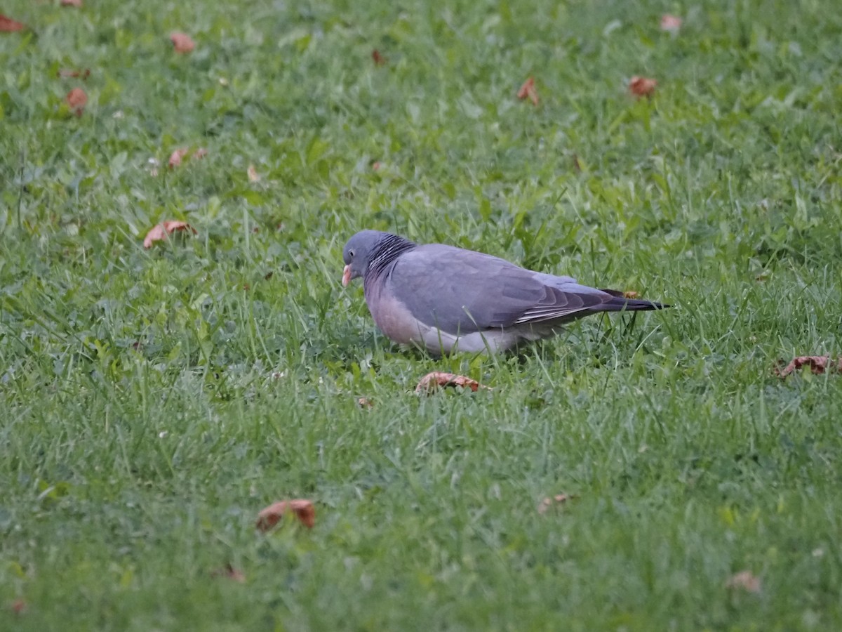 Common Wood-Pigeon (White-necked) - ML624135385