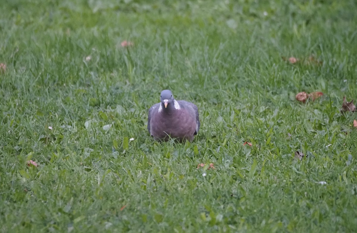 Common Wood-Pigeon (White-necked) - ML624135386