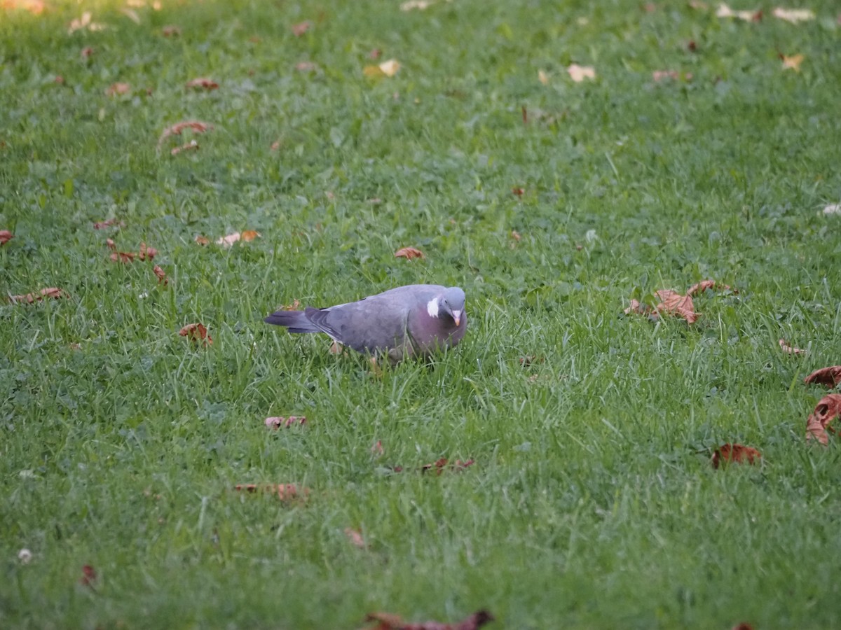 Common Wood-Pigeon (White-necked) - ML624135387