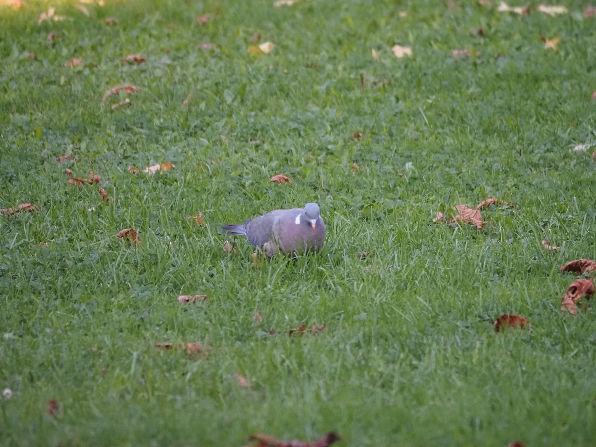 Common Wood-Pigeon (White-necked) - ML624135388