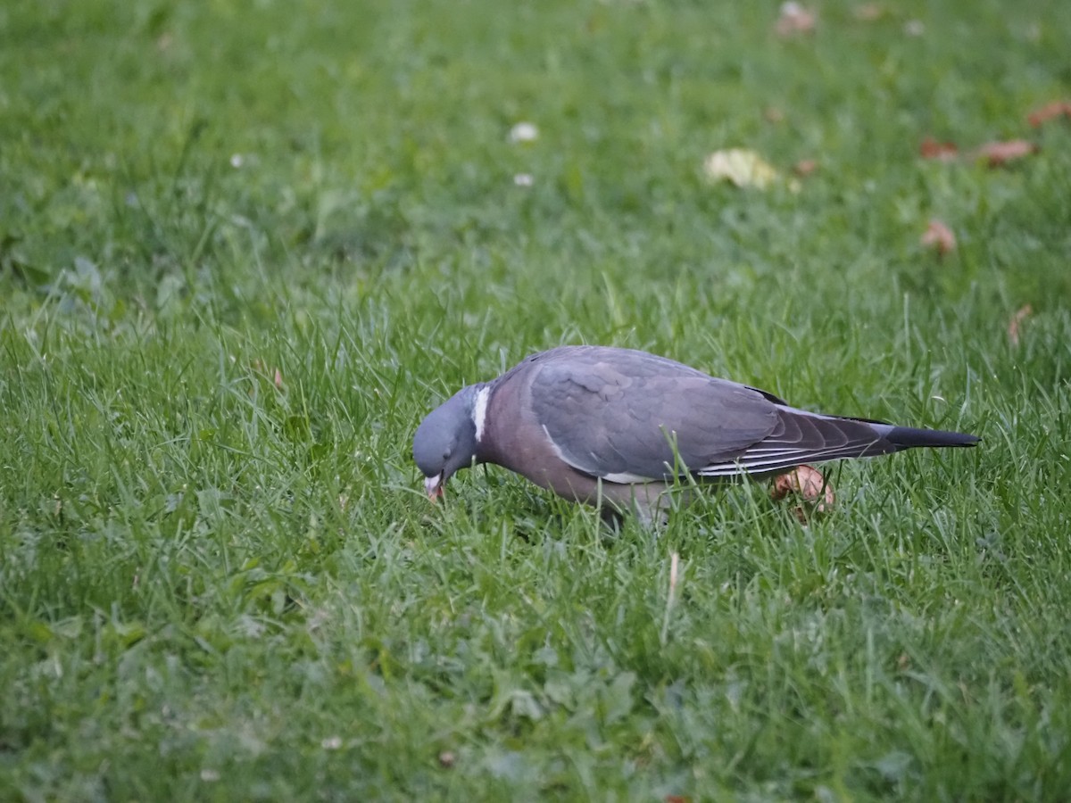 Common Wood-Pigeon (White-necked) - ML624135389