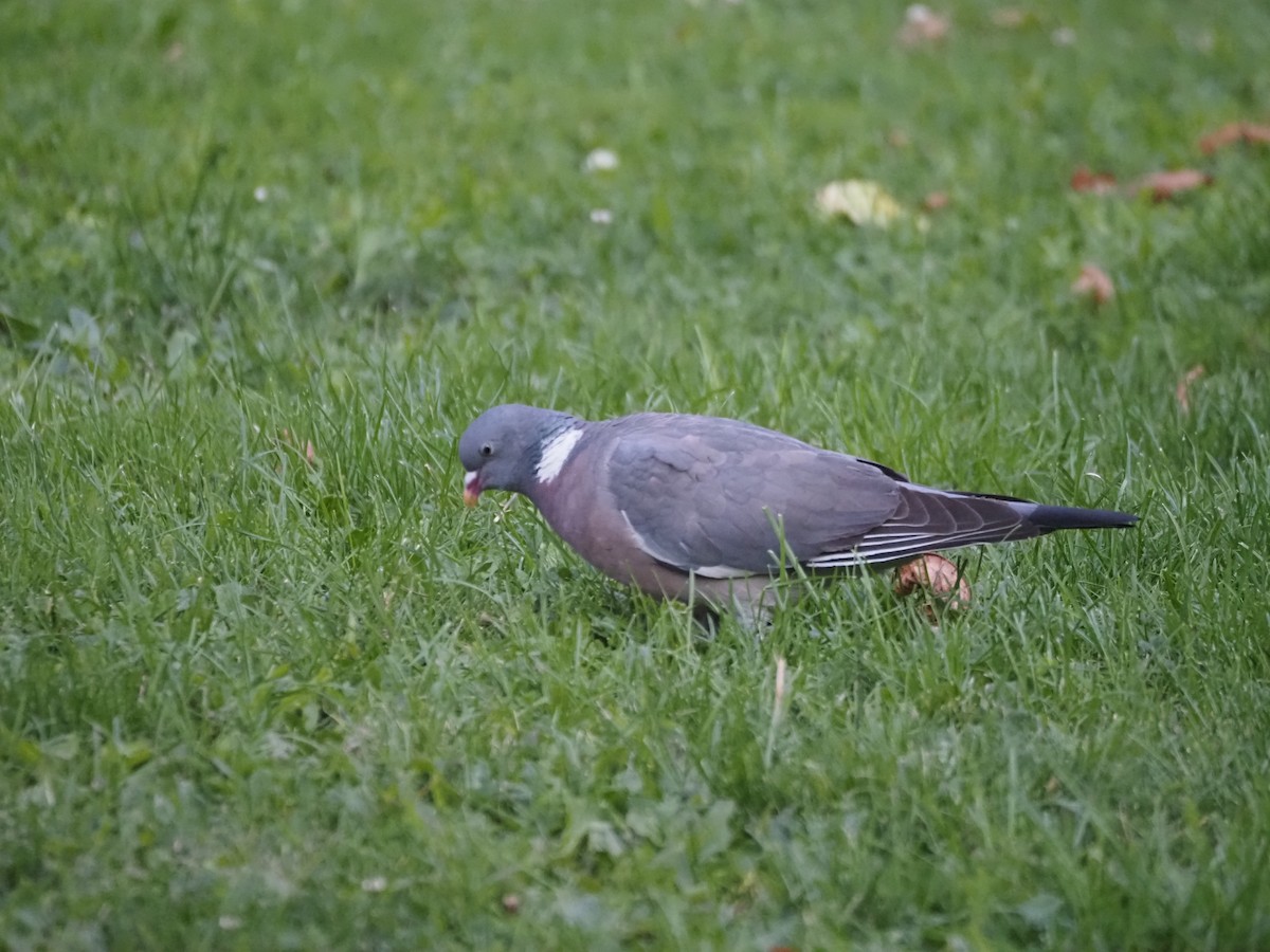 Common Wood-Pigeon (White-necked) - ML624135390