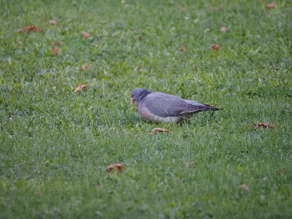 Common Wood-Pigeon (White-necked) - ML624135391