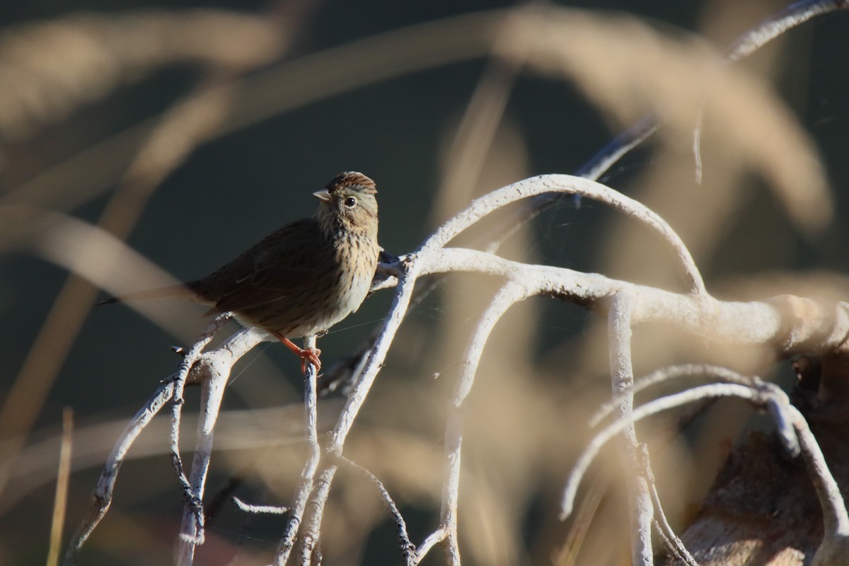 Lincoln's Sparrow - ML624135399