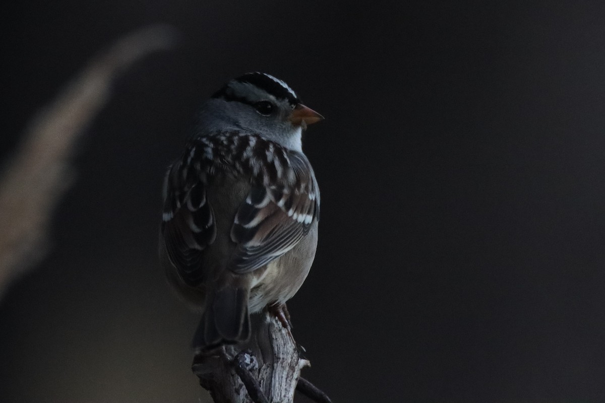 White-crowned Sparrow - Vicky Atkinson